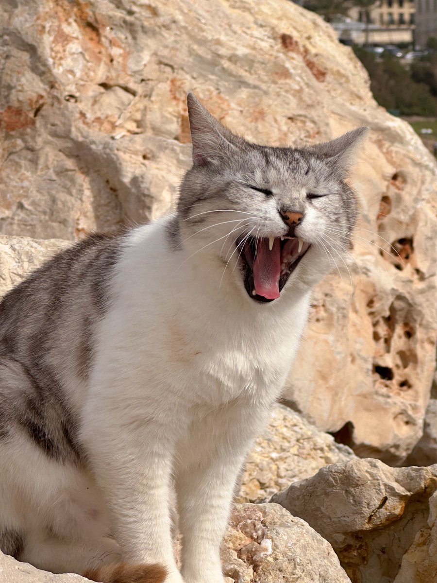 неудачная картина в галерее рамат гана tweet media