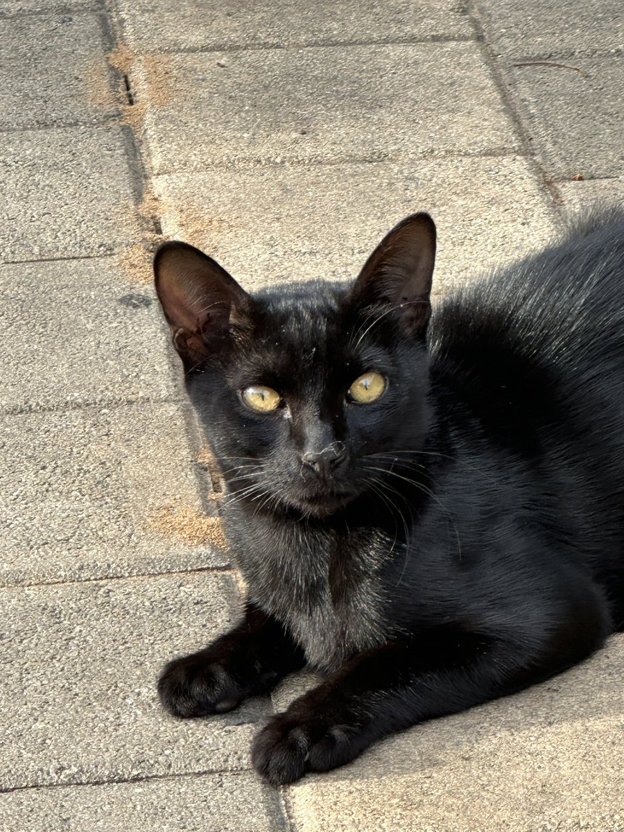 неудачная картина в галерее рамат гана tweet media