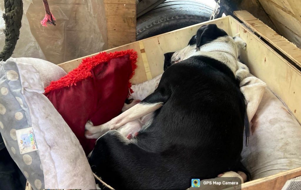 Protección Animal Bogotá tweet media