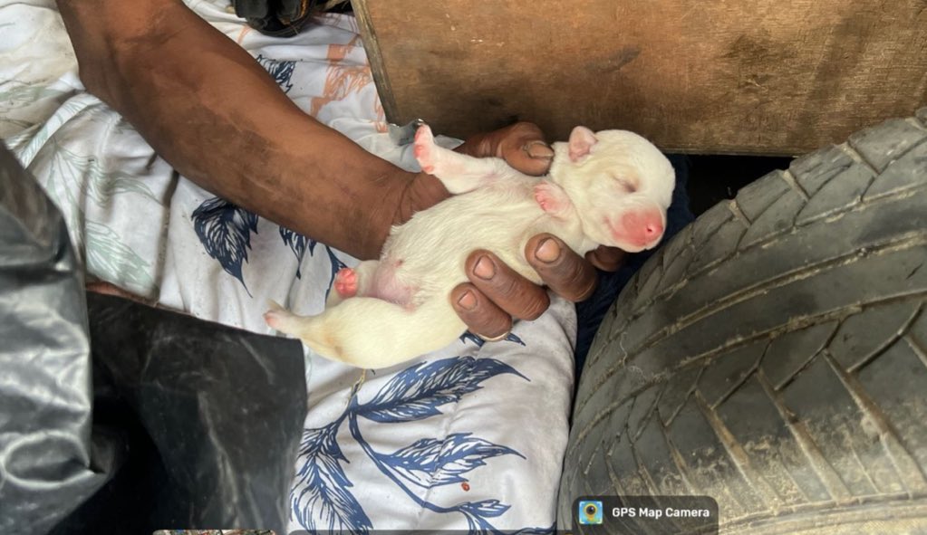 Protección Animal Bogotá tweet media