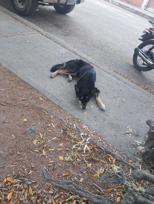 Carolina tweet media