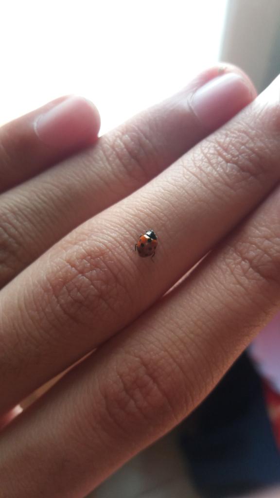 Ceftifour tweet media