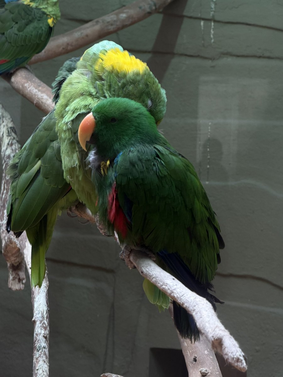 Sohibalazhri tweet media