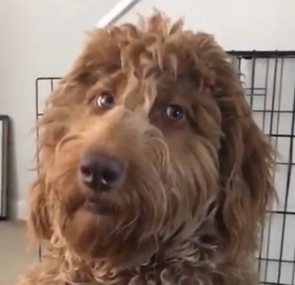 God Black 🌹 tweet media