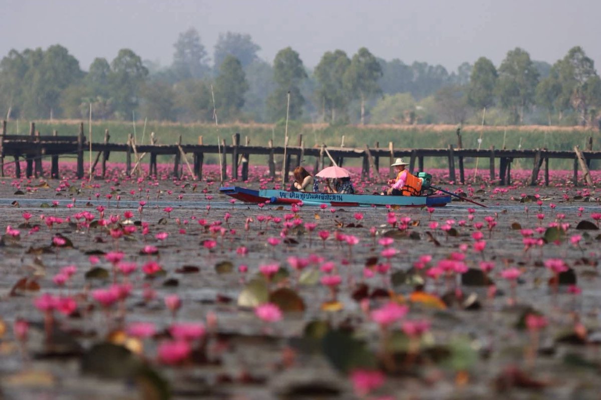 กรมอุทยานแห่งชาติ สัตว์ป่า และพันธุ์พืช tweet media