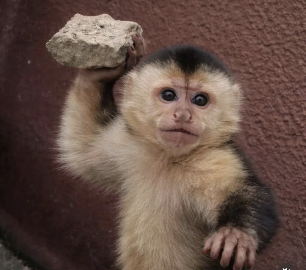 Dävis Kapoto tweet media