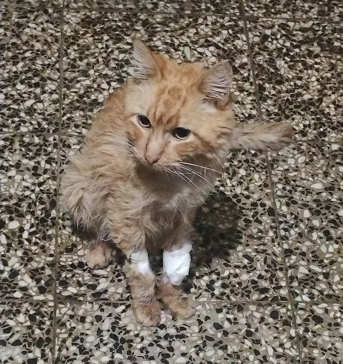 plant(ae)🌱 tweet media