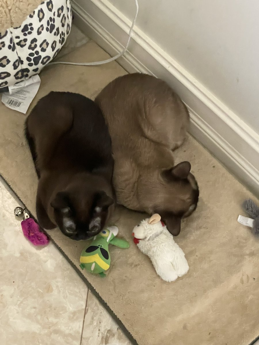 Jeff Chase tweet media