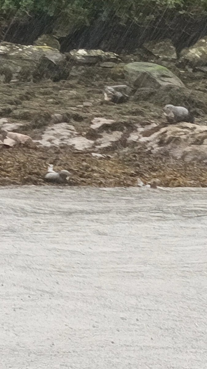 Gemmazzburgh's tweet image. ExE at Lochgoilhead 
Na ceithir ràithean ann an còig mionaidean 
Four seasons in five minutes 
Even seen seals! 
#Lochgoilhead #argyllandbute #lochgoil #scotland #carrickcastle
