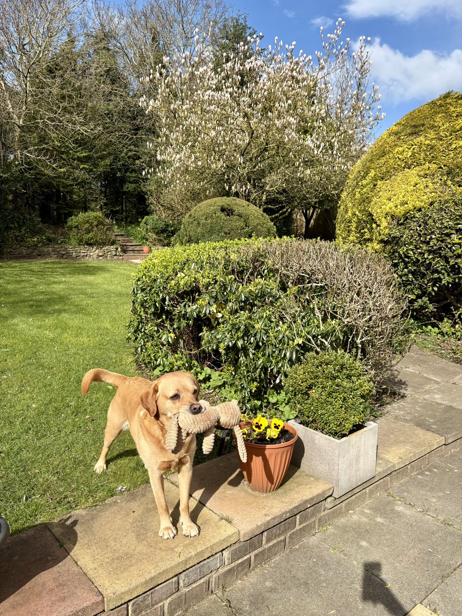 Tracy Swinburne OBE tweet media