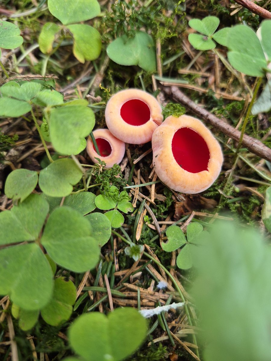 Mans Dievs tweet media