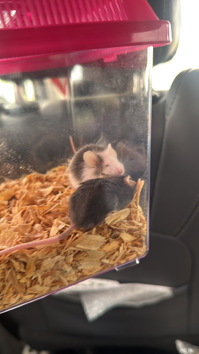 ketsu | COMMS FULL 3/3 tweet media