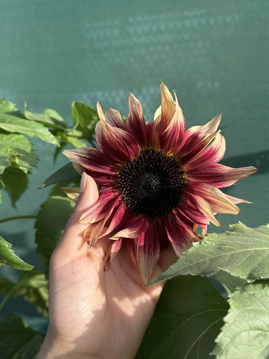 حصة بنت عبدالعزيز tweet media