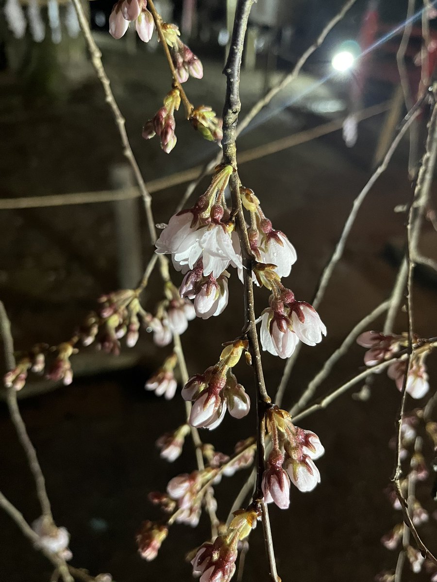 ニコニコ2525 tweet media