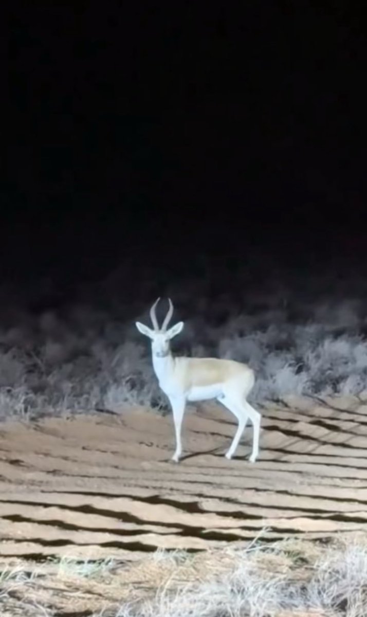 عساس الحدود tweet media