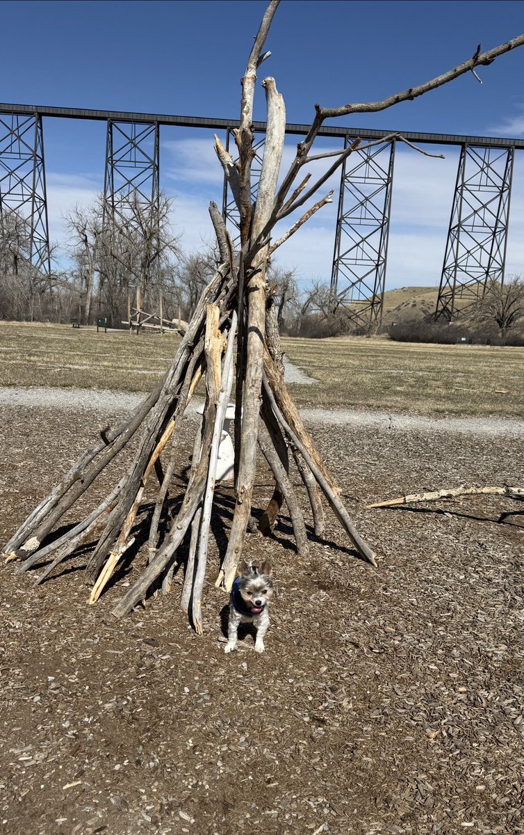 Cory & Gio 🐾🇨🇦 tweet media