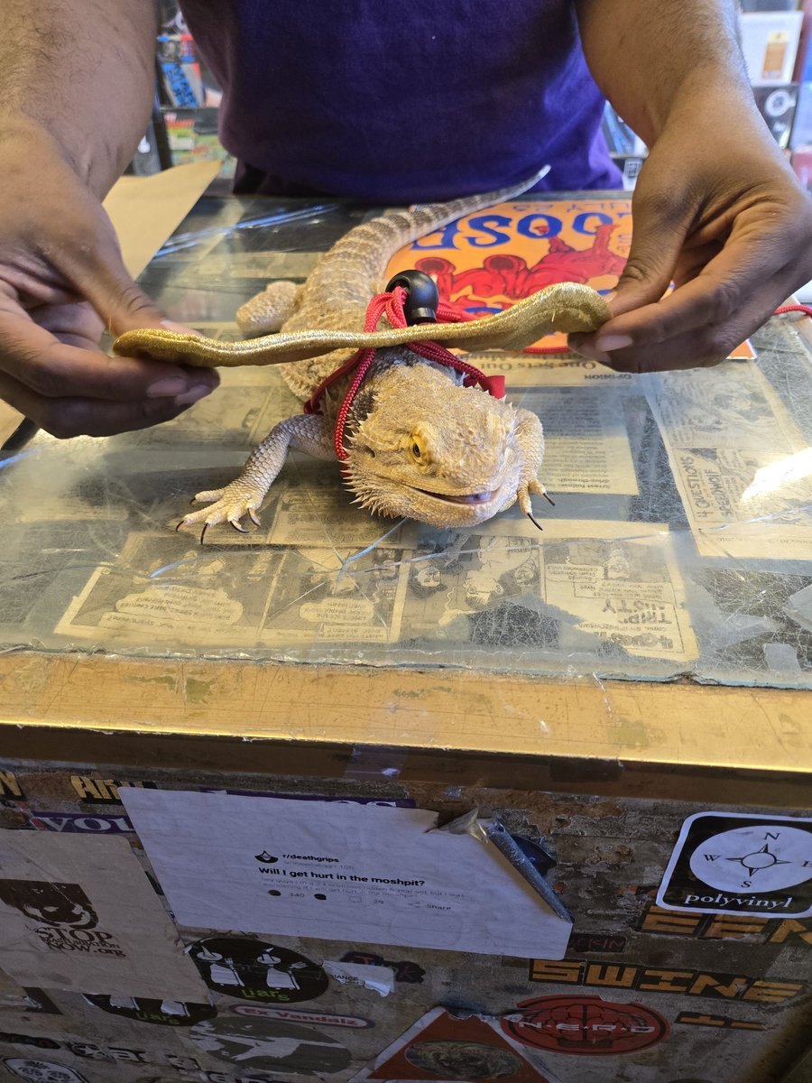 It's been days but I can't stop thinking about the giant bearded dragon that came into my work his name was Larry David