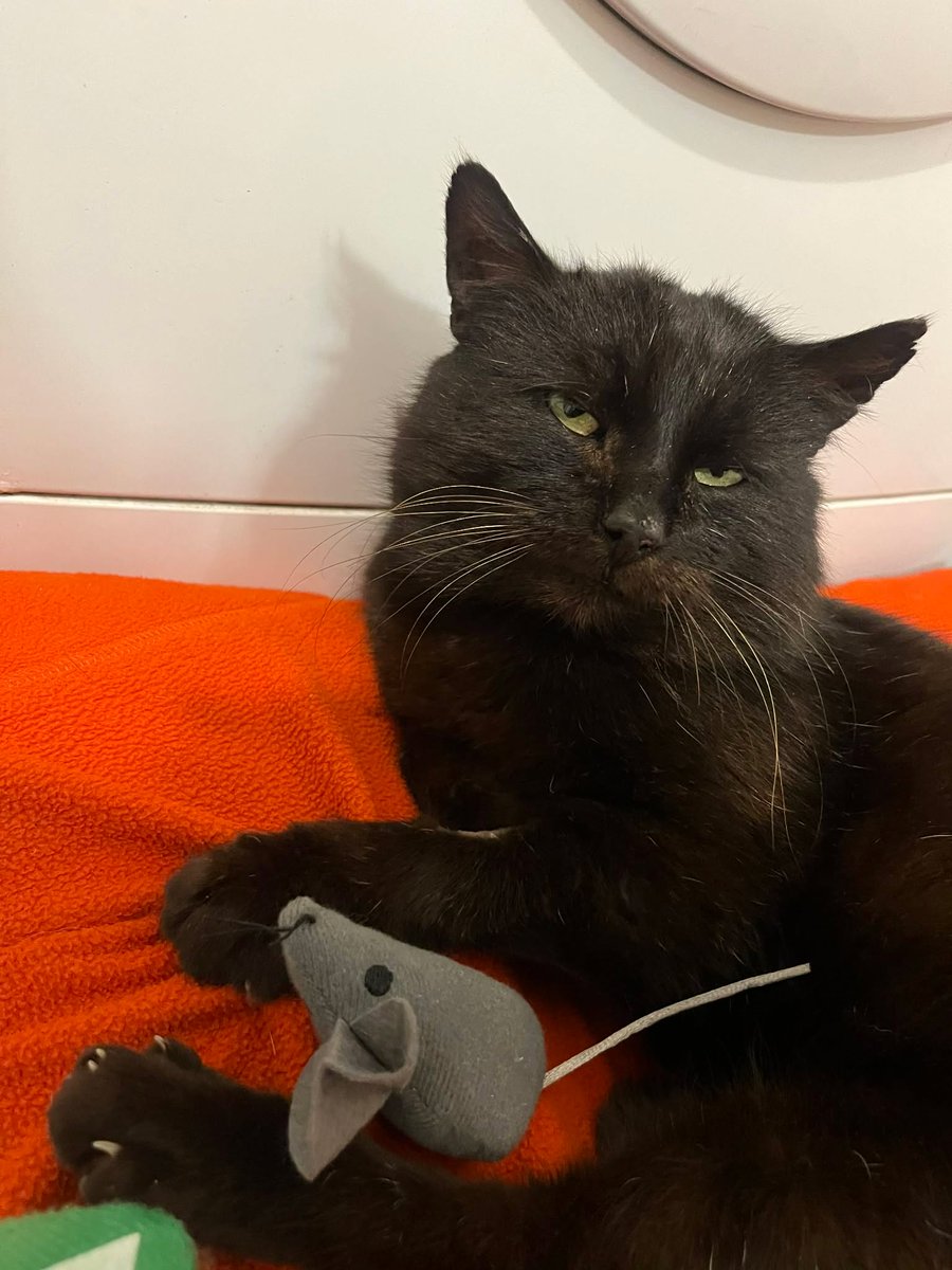 Miau Miauu - Izabela Wieczerzak tweet media