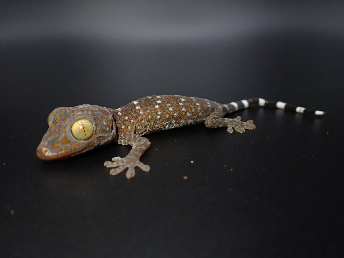 くるくるBox tweet media