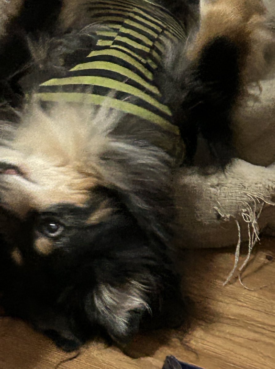 Selene | Pegasus Vtuber tweet media