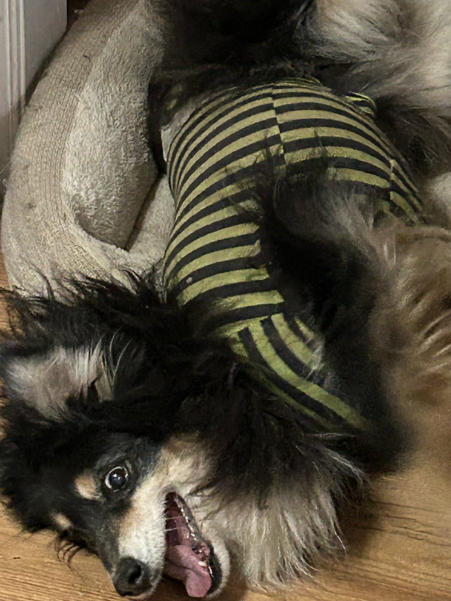 Selene | Pegasus Vtuber tweet media