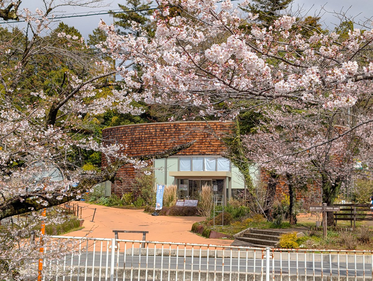 あっさらしい～！ tweet media