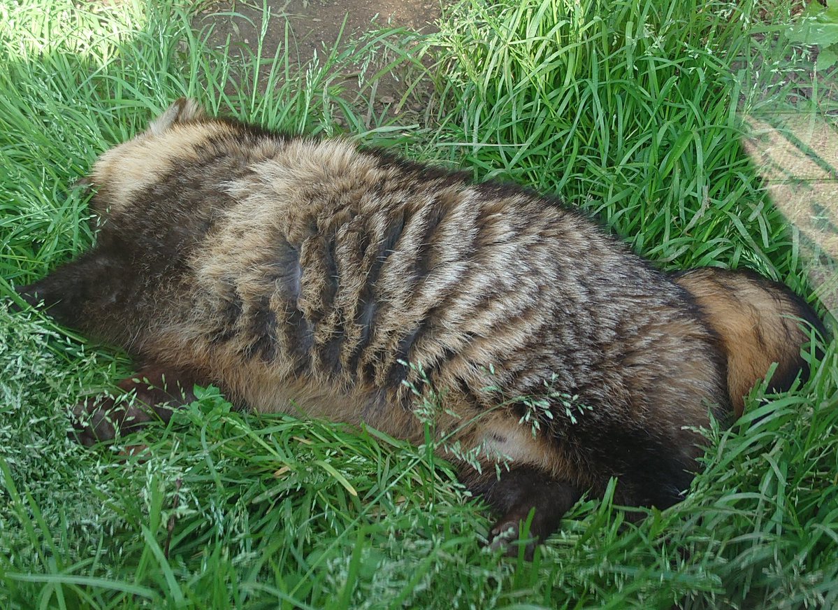 長槻望@かちかち山 tweet media