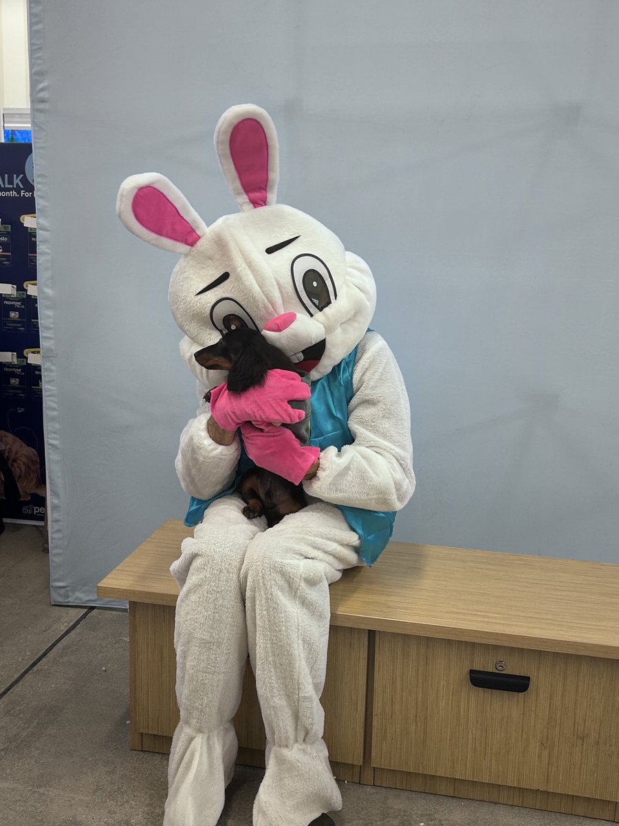 JimCourchene's tweet photo. Easter Bunny 🐇 I was at Petco today, tomorrow and on 4/4. I enjoy my job, doing whatever is asked. https://t.co/xC1pZlJmT8
