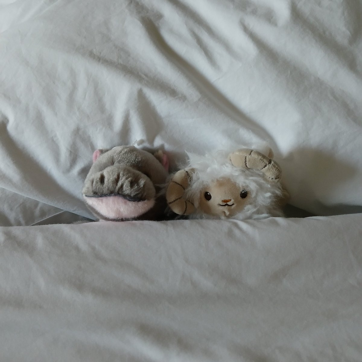 ✧ Mercy 🤍🪻˖°. emergency coms 🇨🇦《૮ • ✧ • ა》 tweet media