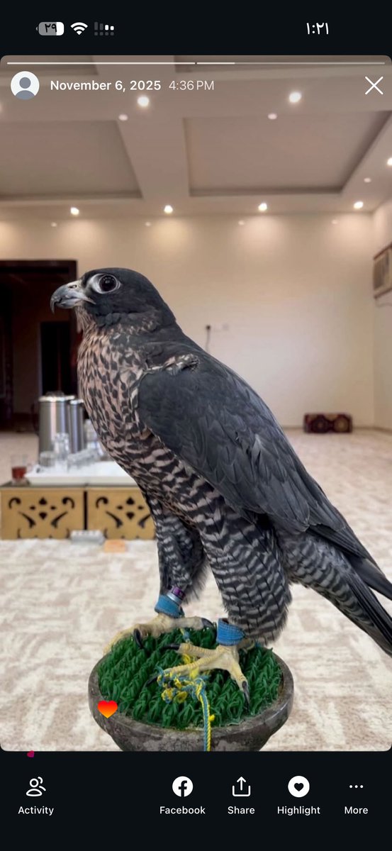 زياد tweet media