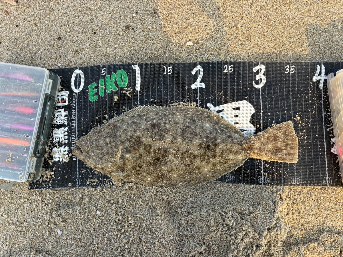 クロクロ（黒黒鮃団） tweet media