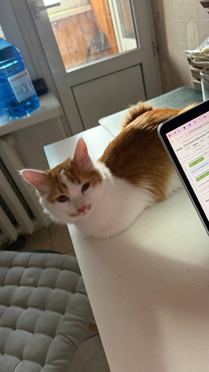 Юля та котики • Yuliia & cats tweet media