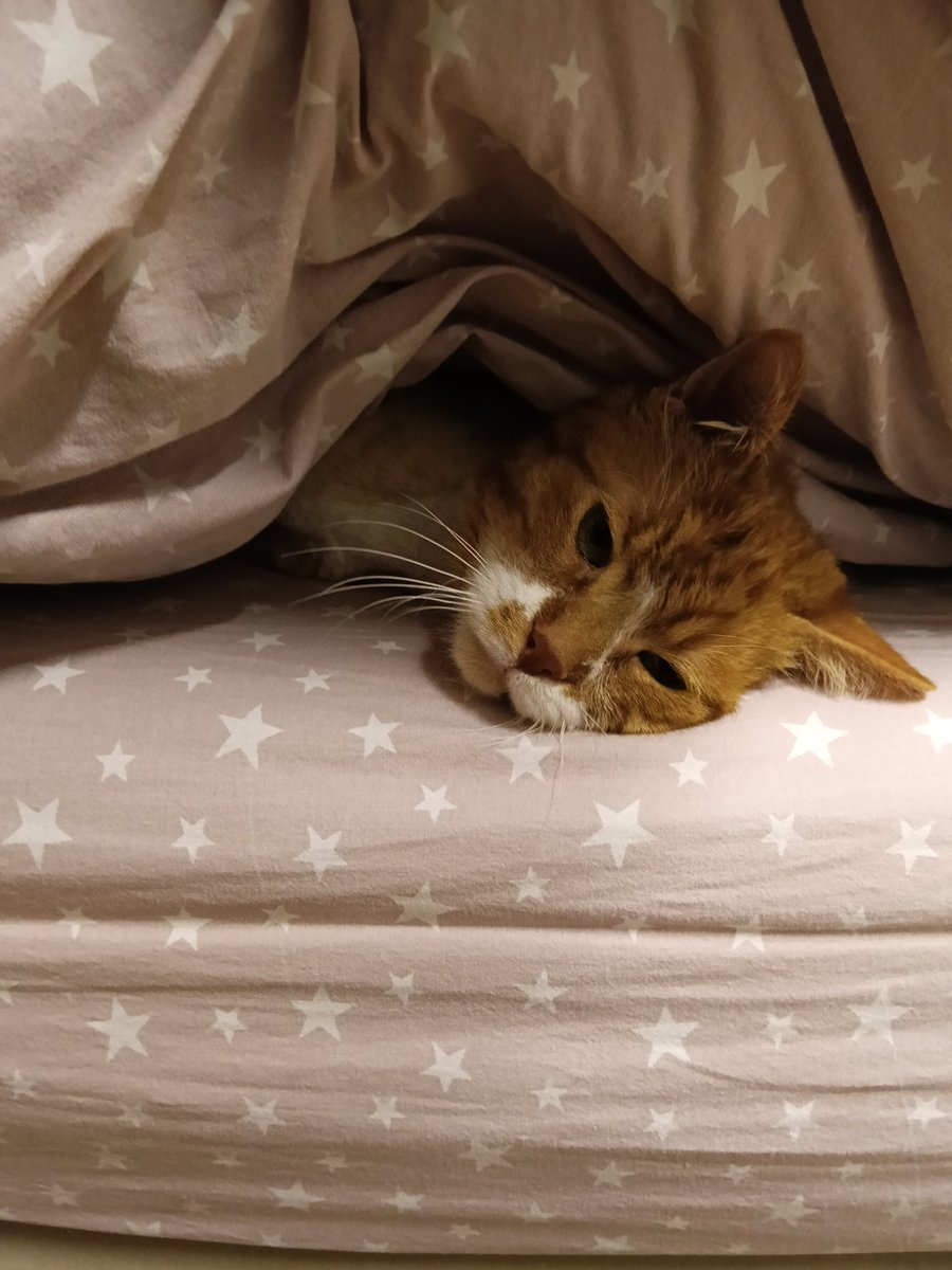 kılavatlı Paris tweet media