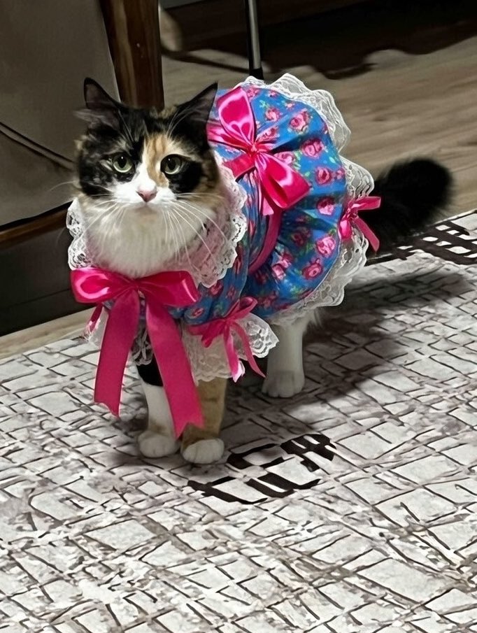 markiz 🧸 tweet media