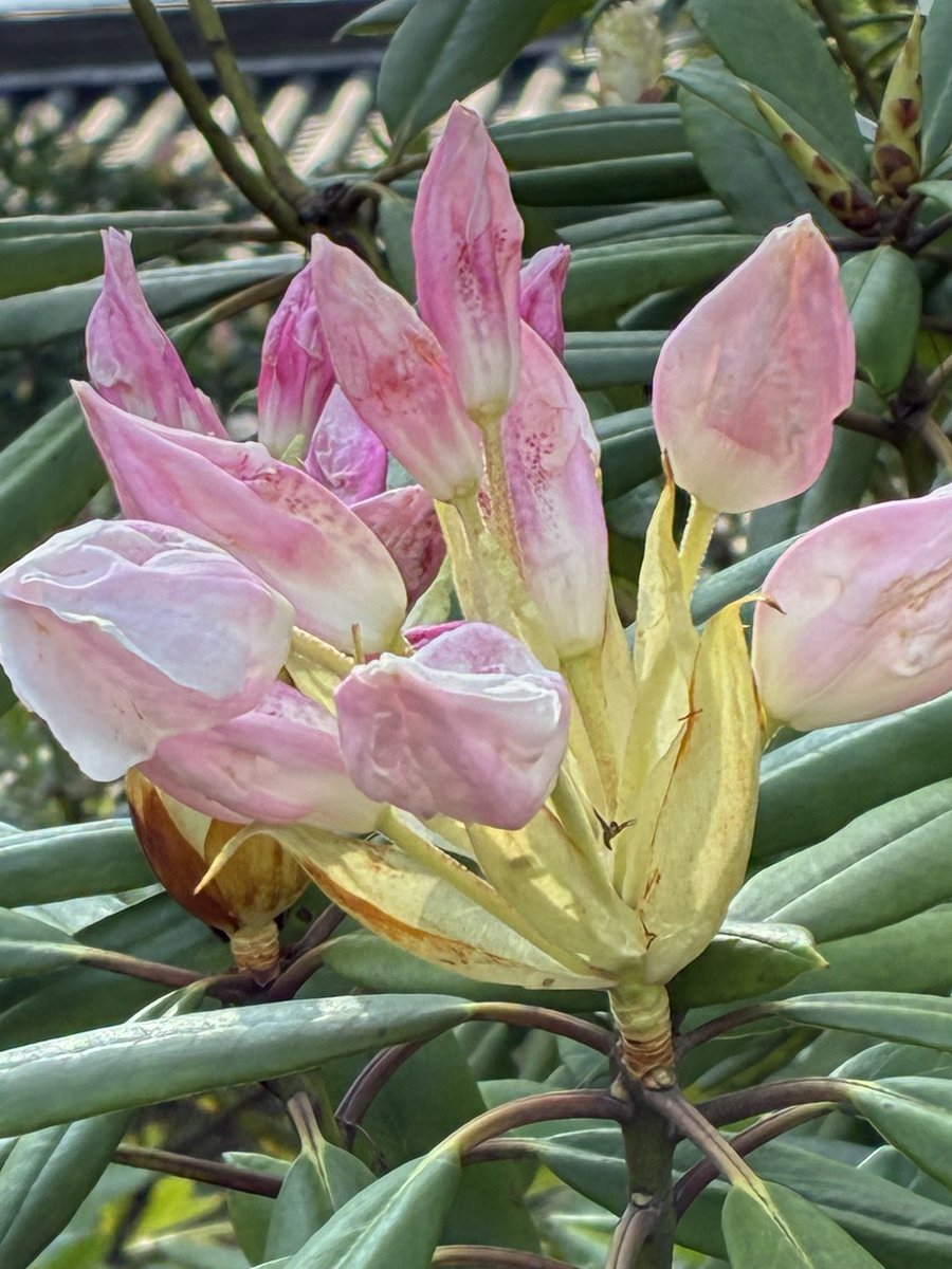 アンクル浅草 tweet media