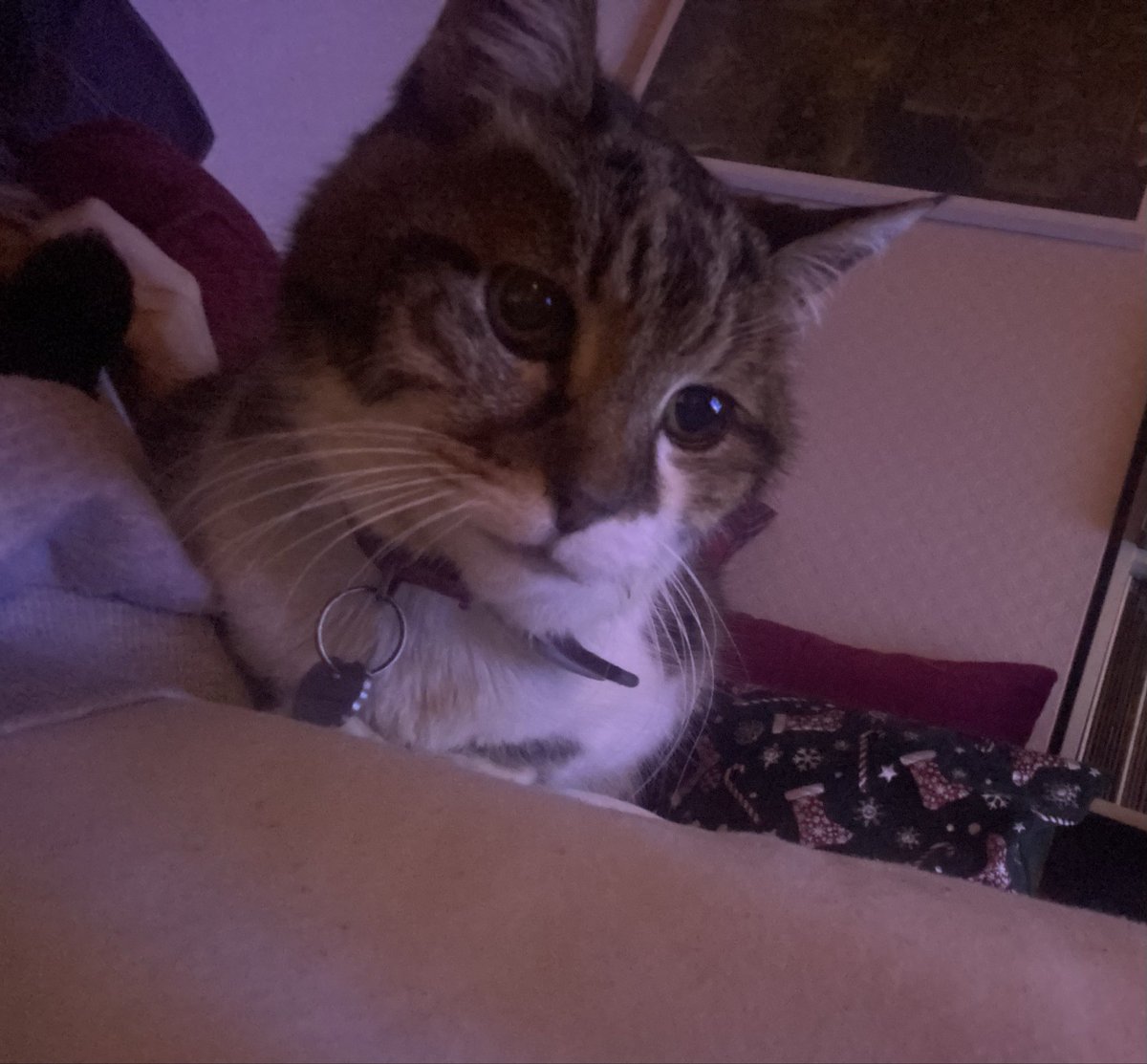 Amon ⟳ (ᴇᴍʀᴇ ᴇʀᴀ♡) tweet media