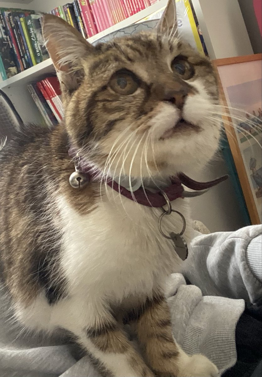 Amon ⟳ (ᴇᴍʀᴇ ᴇʀᴀ♡) tweet media