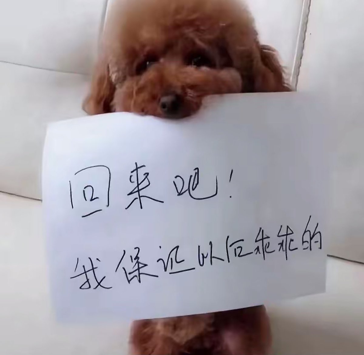 𝖖𝖎𝖍𝖚𝖆 tweet media