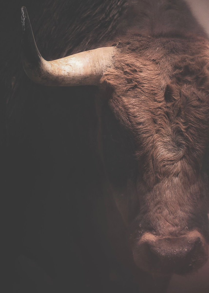 NTR Toros tweet media