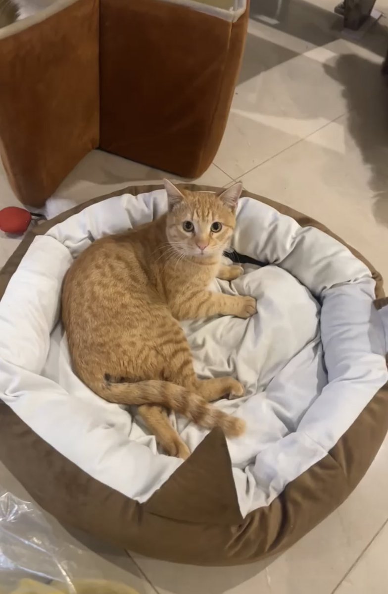 Strays Home - Animal Rescue Foundation®️ tweet media