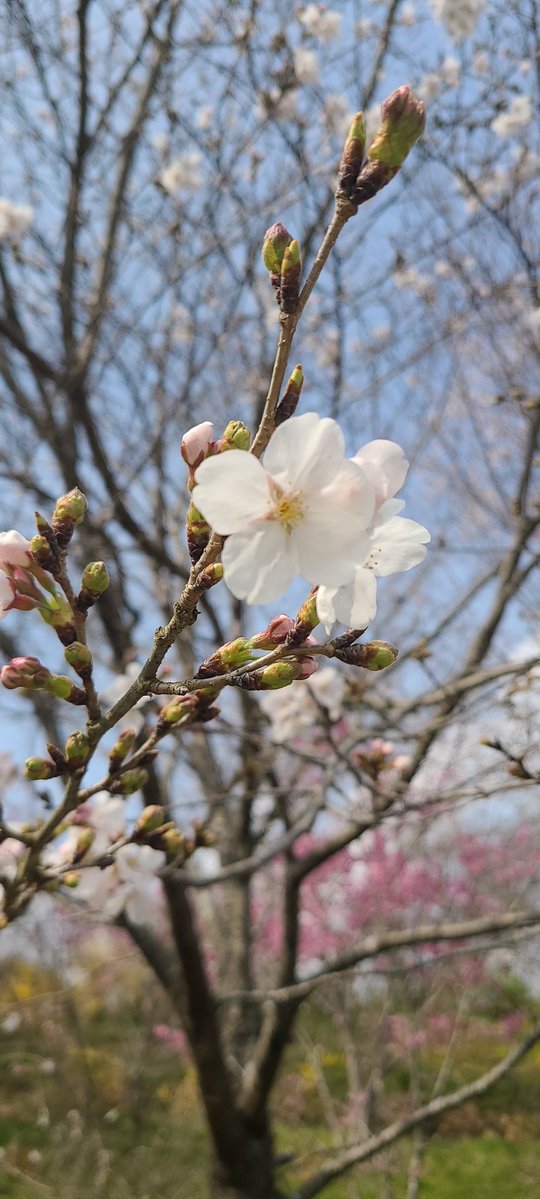 ししまる tweet media