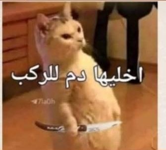 بن بودي tweet media