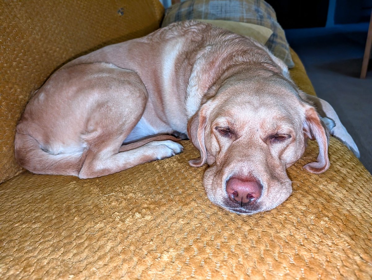 Albert and Bera 🐶🐕 Bert's Legacy 🌈 ❤️ tweet media