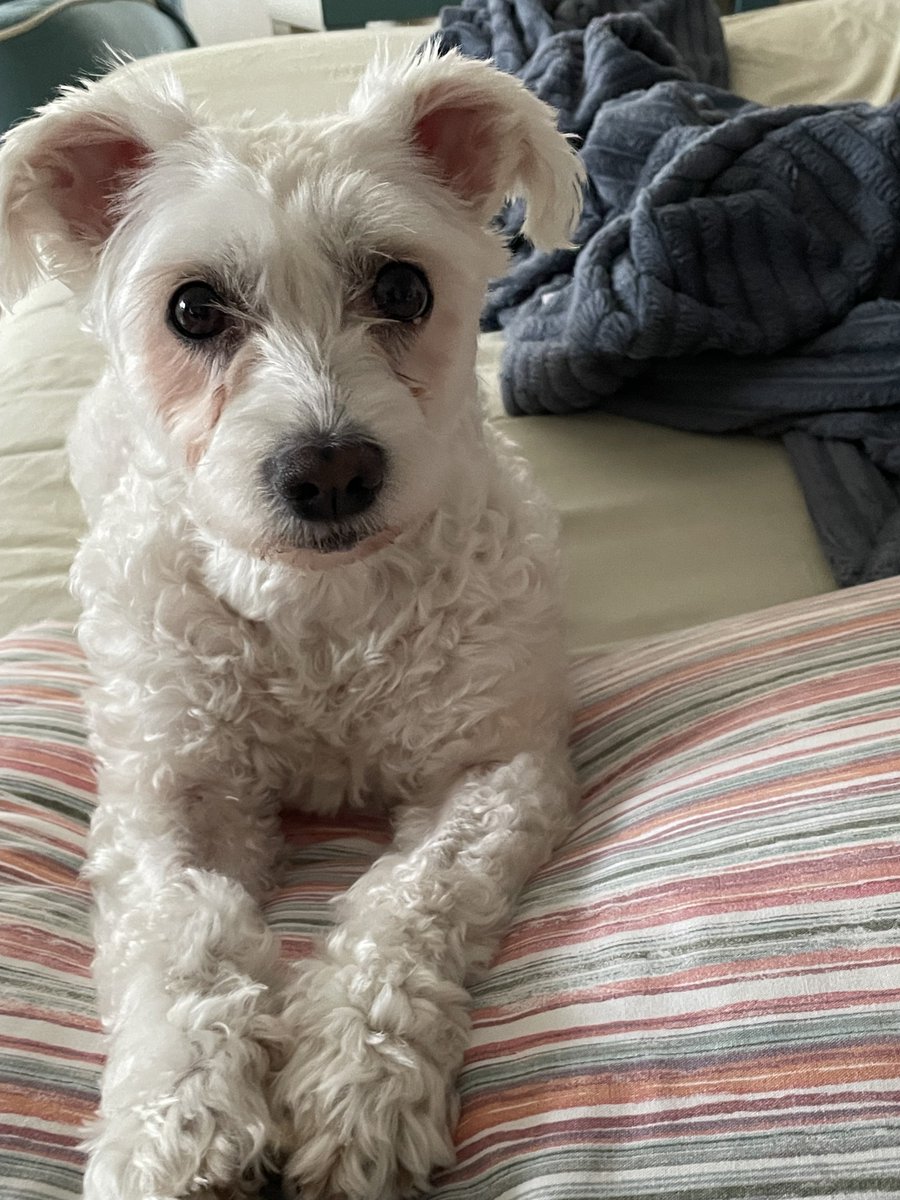 Patisiz olmaz tweet media