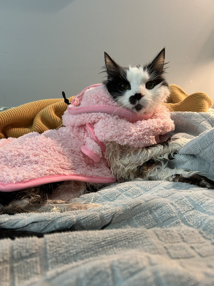 monkey & zoe ❤️ oreo 🌈 tweet media