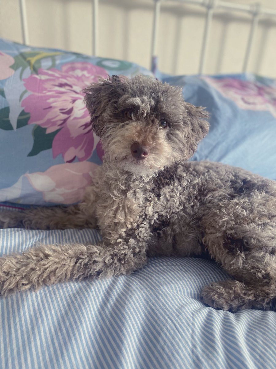 BeMoreBob tweet media