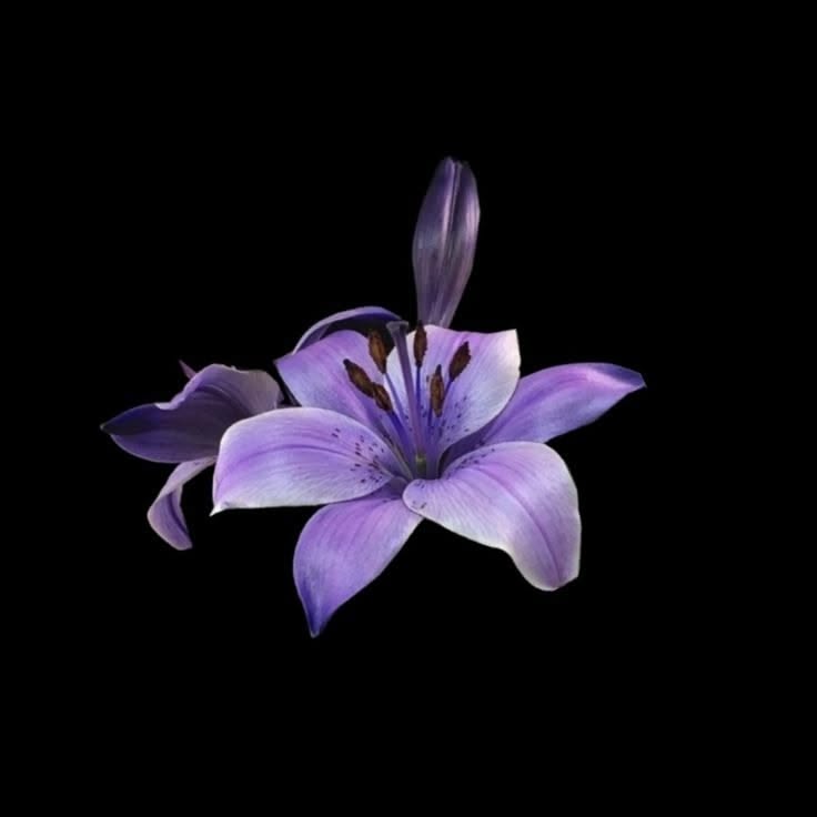 вℓυє ρяιη¢єѕѕ ×͜× tweet media