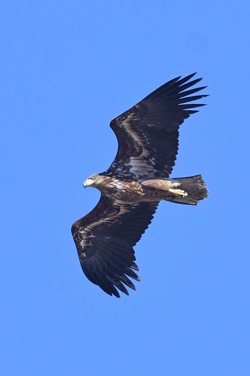 Rob Holmes tweet media