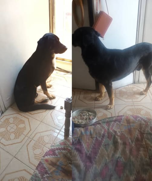 Carolina tweet media