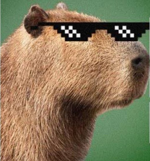 🇵🇱Capivara Colorada🇵🇱 tweet media